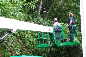 Tree Trimming